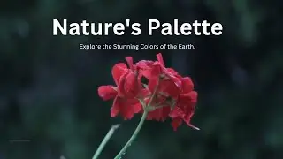 Blooming Wonders: Discover the World&rsquo;s Most Colorful Flowers