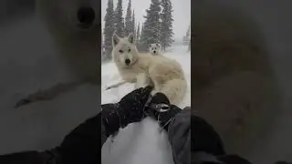 Arctic Wolf Emergency Support in Severe Blizzard | Wide Angle Documentation