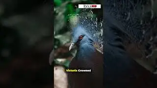 These Bird Crests Are INSANE! #Birds #Wildlife #Shorts #Birdwatching #CrestedBirds #NatureFacts