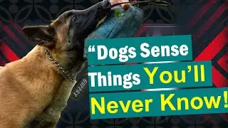 11 Strange Things Dogs Can Sense That You Can&rsquo;t!
