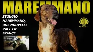 SEGUGIO MAREMMANO, Meilleur chien courant? Interview de Julien Quicq qui l'a import&eacute; en France.