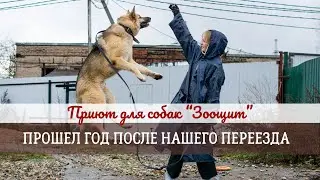Жизнь Собачьего Приюта | Прошел Год После Переезда В Новое Здание 