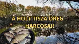 Őszi feeder horgászat a Tiszacsegei Holt-Tiszán! 🍁🐟 #fishing