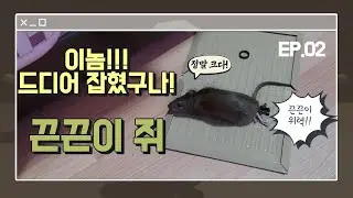 들쥐 너 잘걸렸다! 드디어 잡혔구나! 이게 바로 끈끈이지~ 끈끈이에 붙어 못움직이는 쥐  mouse