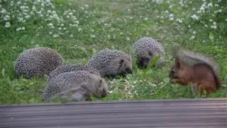 Animal behaviour: Red squirrel with five hedgehogs (no audio)