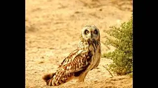 Asio flammeus