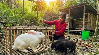 Building a Forest Shelter + Hunting Giant Rabbits with DIY Traps &ndash; Unexpected Results!