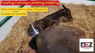 Colostrum drawing with the Udderly Ez Animal Milker