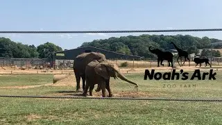 Noah’s Ark Zoo Farm | August 2025 | Full Tour 