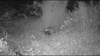 5&egrave;me vid&eacute;os avec 3 cameras de chasse Ceyomur CY75 la CY95 et la Wolfang WT03 dans le Morbihan 56