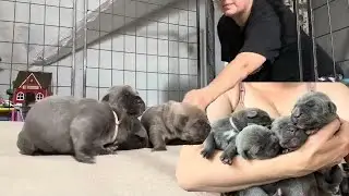 Our first litter from birth to 4 weeks!