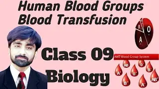 Human Blood Groups Class 09 Biology