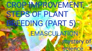 Step of plant breeding  | Emasculation bagging and pollination | by mystery of science by md