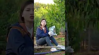 V&acirc;ng c&aacute;c b&aacute;c kh&ocirc;ng nghe nhầm đ&acirc;u ạ, 1 g&oacute;i nhưng tận 5 chủng Trichoderma #phvietnam #trichoderma