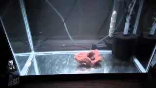 Zebra Obliquiden Fry (week 3)