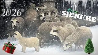 Zimski dan na farmi