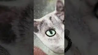 Cat Brooch Making Video| Beaded Cat Brooch Ideas #diybeads #brooch #handmade #beadwork #catvideos