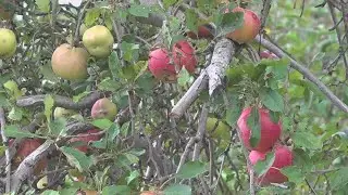 Summer heat, humidity has impact on local apple harvest