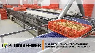 Elke week 130.000 eendagskuikens leveren op diervriendelijke manier