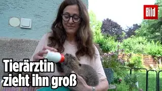 Baby-Biber in Not: Kumpel für „Butzi“ gesucht!