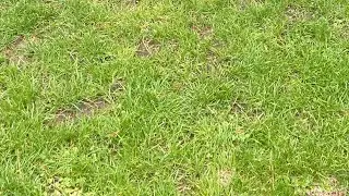 Succumb edit audio slowed (Long form video version)