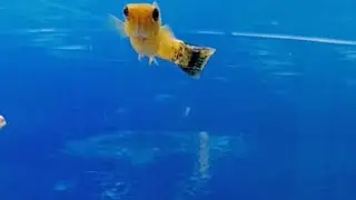 🔴LIVE ikan hias bag 97 #trending #fyp #indonesia #happynewyear #ikan