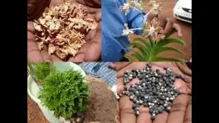 Medicinal Orchid based Formulations for Psoriasis: Pankaj Oudhia's Medicinal Plant Database