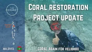 THE OCEANCY -  Coral Restoration Update (Coral Again for Velidhoo)