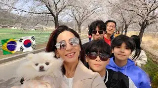 VIDA NA COREIA l CONHEÇAM AS FLORES DE CEREJEIRA. A PRIMAVERA CHEGOU! COREIA