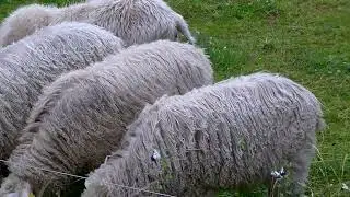 Moorschnucke im k&ouml;lner zoo und schaut bei @thomasfreakz vorbei