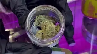 Cannabis stocks surge on report Trump seeks to ease restrictions | REUTERS