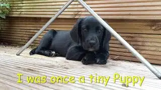 Otis the Cocker Spaniel / Border Collie puppy  - 12 Weeks old - September 2021