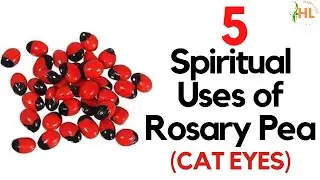 5 Spiritual Uses of Rosary Pea