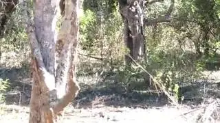 Sloth Bear Family Sighting in Yala National Park
