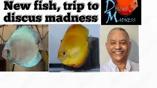 New discus, trip to Discus Madness #discusfish #discusmadness #cobaltdiscus #sunshinegoldsiscus