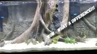 Tearing down my Cichlid Tank | Cunningham Cichlids