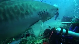 Close encounter with Tiger Shark!!!