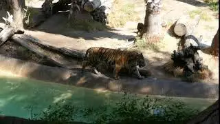 Sumatran Tiger LA Zoo Los Angeles California USA Tigers Animals Cats September 24, 2020