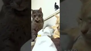 Signs Your Cat Is Jealous! 😬