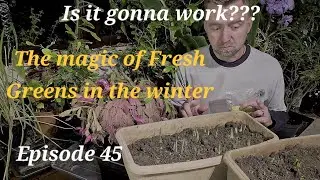 Growing Microgreens Indoors: Radish, Mustard, and Lettuce 🌱 | Winter Gardening in the Conservatory