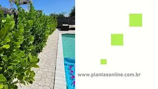 Cl&uacute;sia (Clusia Fluminensis)(11) 95583 2707 WhatsApp  