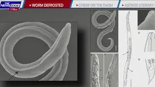 CRAZY: 46,000 year old worm alive after being in frozen 'sleep' mode
