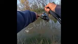 NEW Wacky Rig Setup Catches Ditch Pickles! #shortvideo #bassfishing #wackyrig