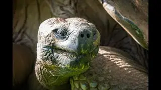 Wild Galapagos