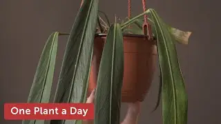 Anthurium friedrichsthalii Houseplant Care  — 130 of 365