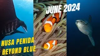 Beyond Blue: The Ultimate Nusa Penida Diving Experience (June 2024)