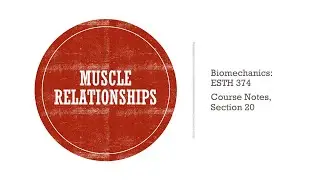 Muscle Relationships - Biomechanics