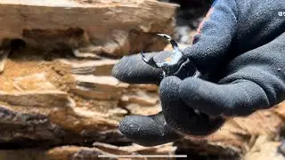 オオクワガタ採集（成虫、時々食痕、最後は遭難）