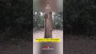 Osun Shrine | Ella Statue #africa #culture #shorts #subscribe