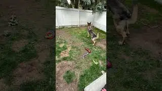 #charliedog plays fetch #shorts #germanshepherdpuppy #viraldogsvideos #cutedogs #1kviews